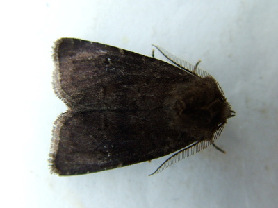 Brown Rustic